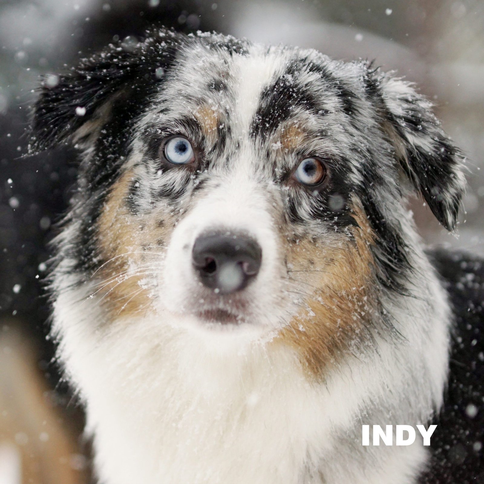 Indy — daugkartinė parodų nugalėtoja