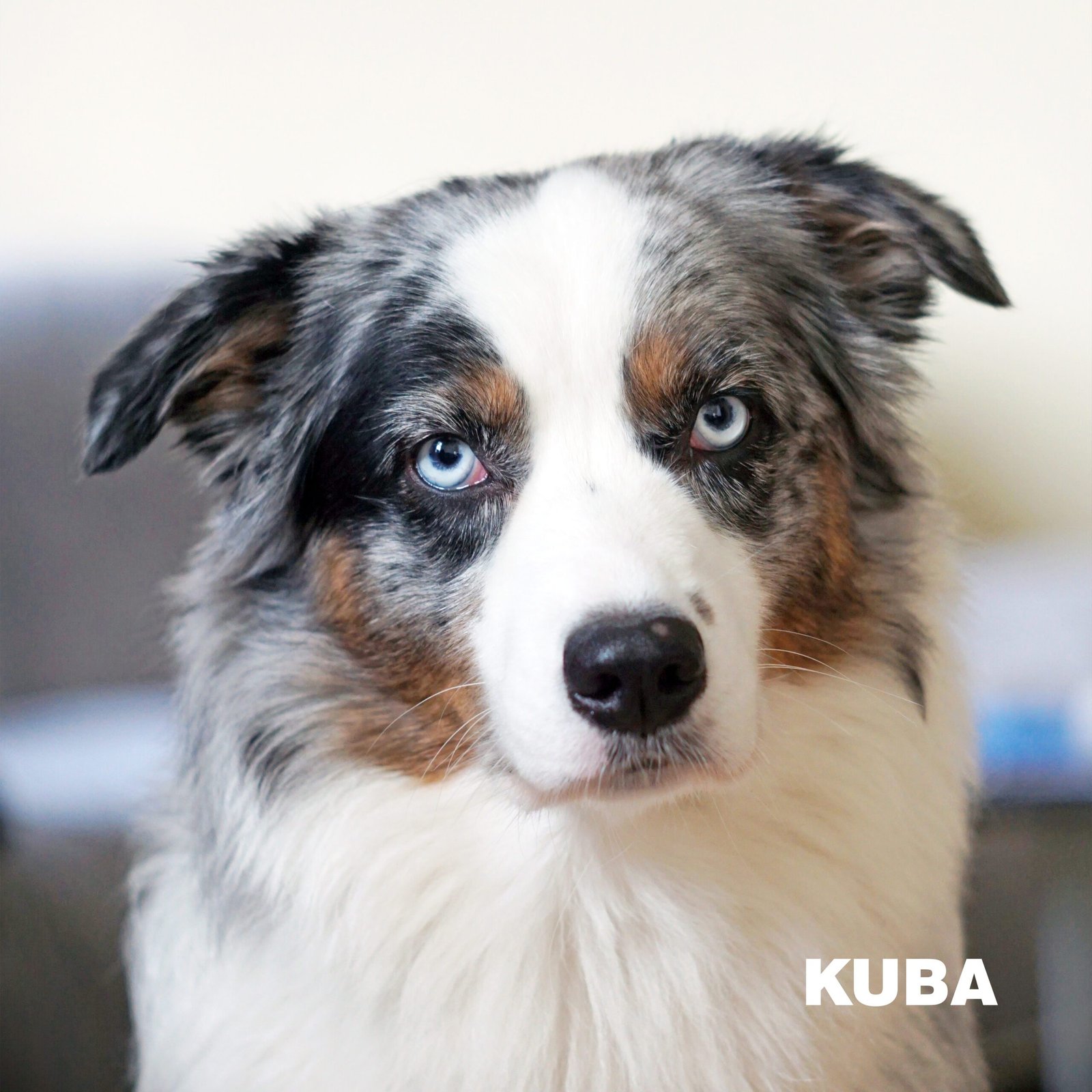 Kuba — australų aviganis, veislyno pirmasis šuo