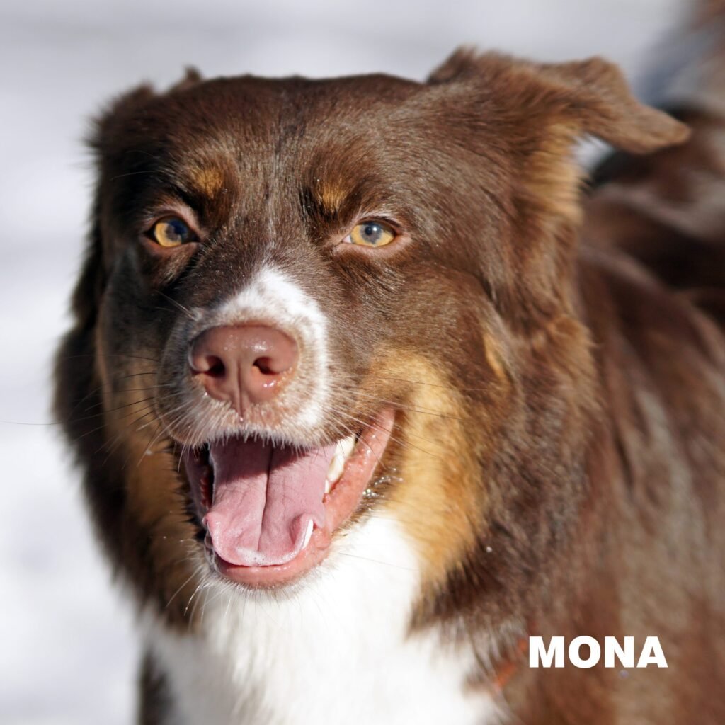 Mona - „Royal“ vados mama