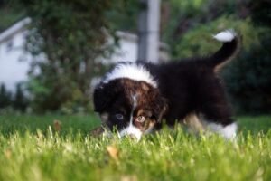 „A Wild“ vados australų aviganių nuotrauka