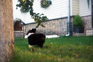 „A Wild“ vados australų aviganių nuotrauka