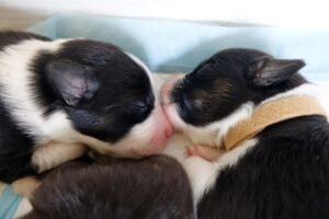 „Black“ vados australų aviganių nuotrauka