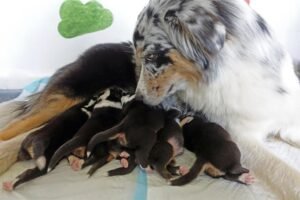 „Black“ vados australų aviganių nuotrauka