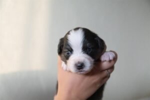 „Black“ vados australų aviganių nuotrauka