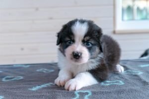 „Black“ vados australų aviganių nuotrauka