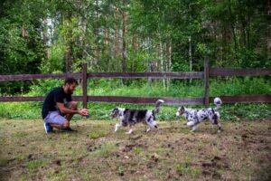 „Black“ vados australų aviganių nuotrauka