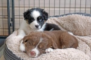 „Duplo“ vados australų aviganių nuotrauka
