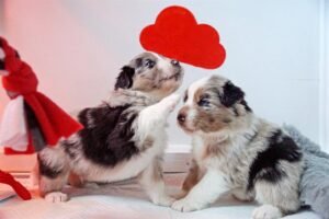 „Freedom“ vados australų aviganių nuotrauka