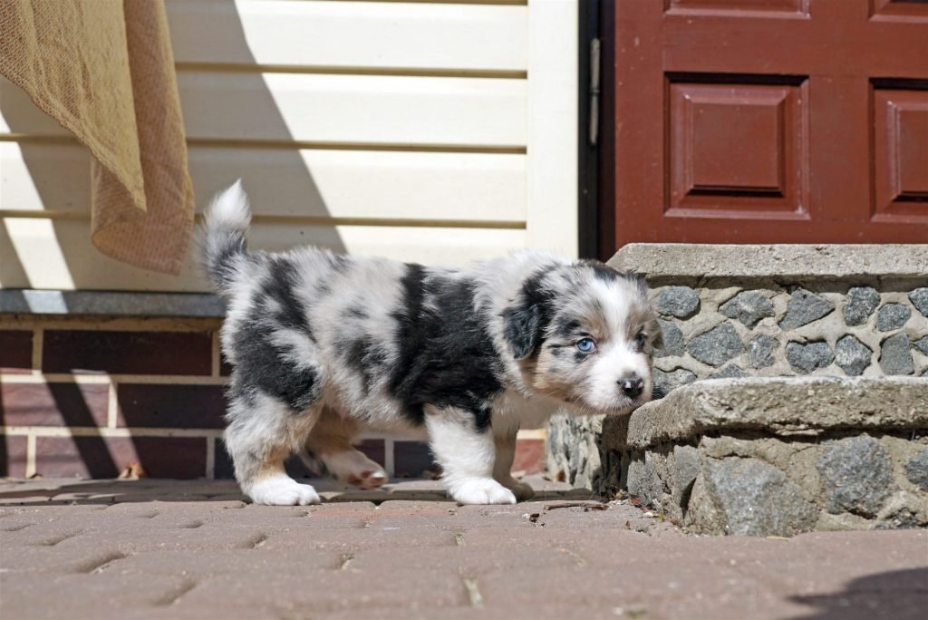 „Freedom“ vados šuniukas Manu