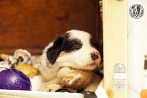 „Lucky Six“ vados australų aviganių nuotrauka