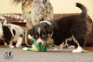 „Lucky Six“ vados australų aviganių nuotrauka