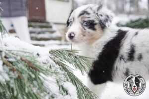 „Lucky Six“ vados australų aviganių nuotrauka