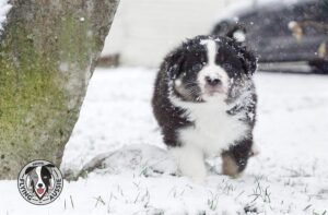 „Lucky Six“ vados australų aviganių nuotrauka