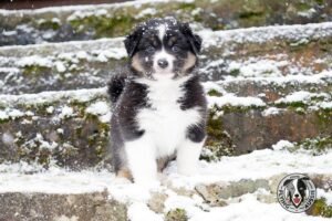 „Lucky Six“ vados australų aviganių nuotrauka