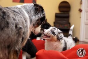 „Lucky Six“ vados australų aviganių nuotrauka