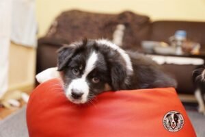 „Lucky Six“ vados australų aviganių nuotrauka