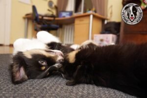 „Lucky Six“ vados australų aviganių nuotrauka
