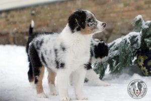 „Lucky Six“ vados australų aviganių nuotrauka
