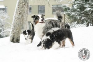 „Lucky Six“ vados australų aviganių nuotrauka