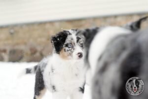 „Lucky Six“ vados australų aviganių nuotrauka