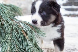 „Lucky Six“ vados australų aviganių nuotrauka
