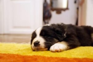 „Lucky Six“ vados australų aviganių nuotrauka