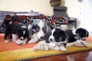 „Lucky Six“ vados australų aviganių nuotrauka