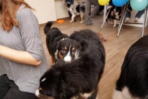 „Lucky Six“ vados australų aviganių nuotrauka