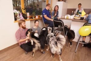 „Lucky Six“ vados australų aviganių nuotrauka