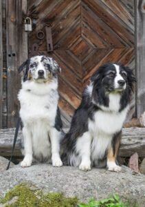 „Lucky Six“ vados australų aviganių nuotrauka