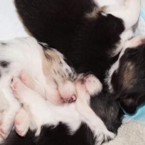 „Lucky Six“ vados australų aviganių nuotrauka