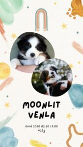 „Moonlit“ vados australų aviganių nuotrauka