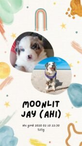 „Moonlit“ vados australų aviganių nuotrauka