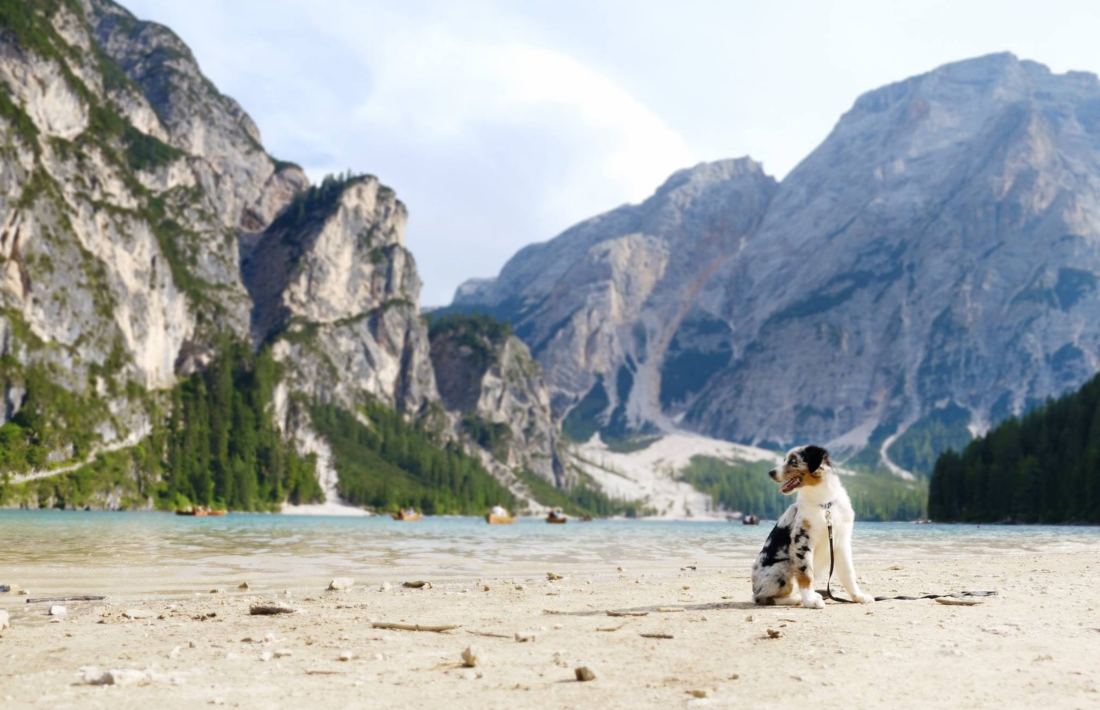 Aviganiai Dolomitų paplūdimyje