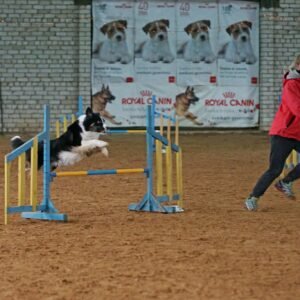 Agility treniruotė