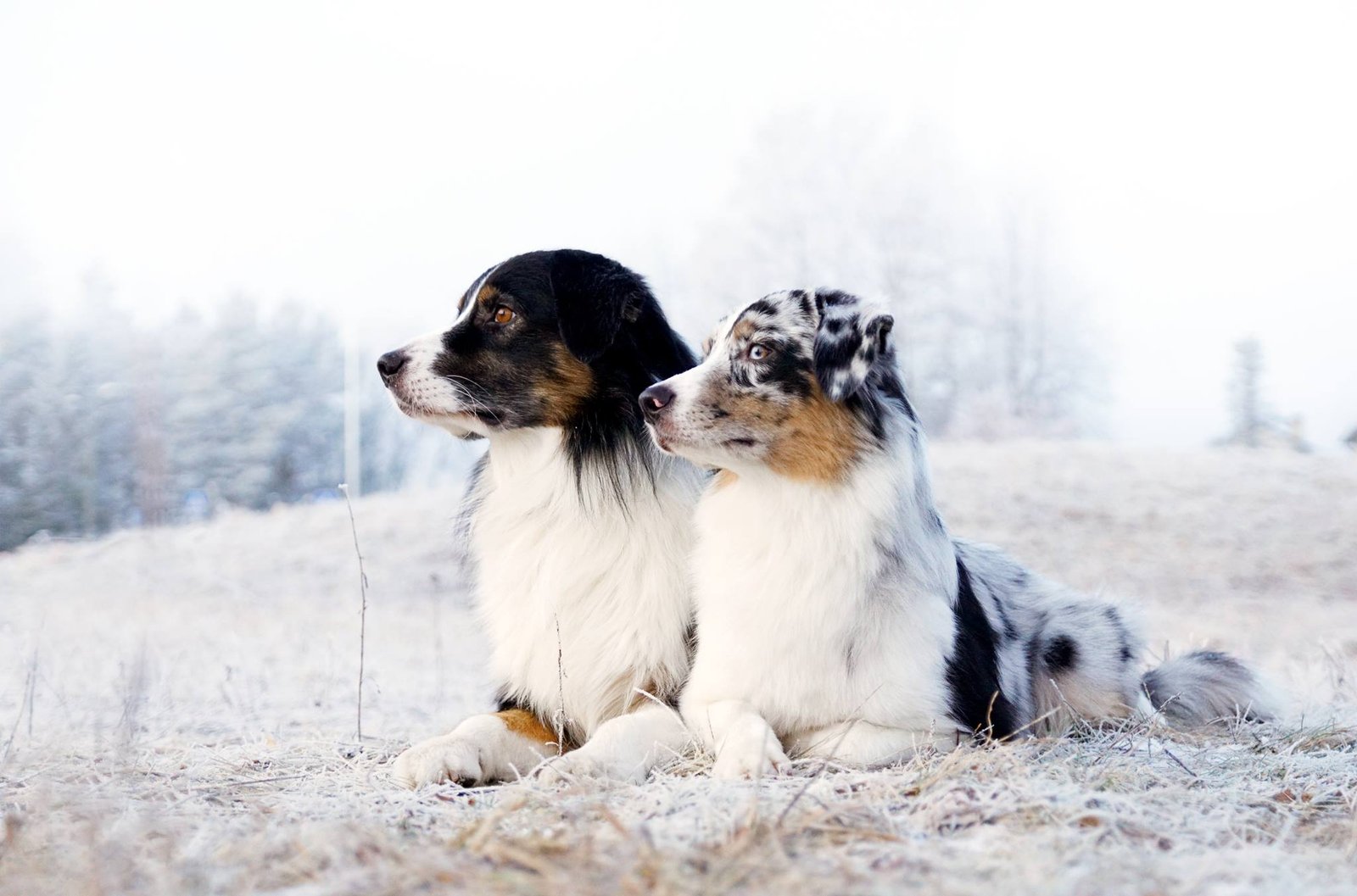 Du blue merle aviganiai šerkšne