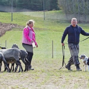 Australų aviganis gano avis