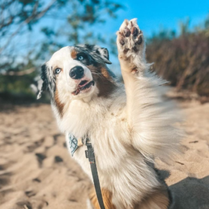 Ahi – kennel graduate