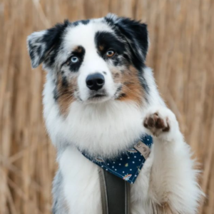 Atila – kennel graduate