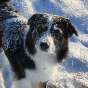 Baylee – kennel graduate
