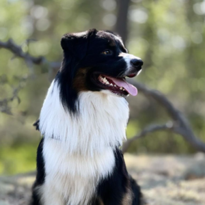 Bond – kennel graduate