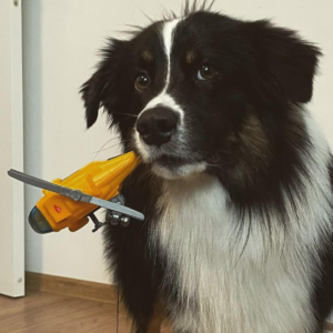 Brizo – kennel graduate