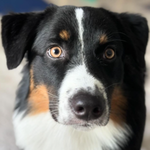 Charlie – kennel graduate
