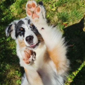 Chia – kennel graduate