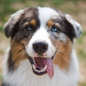 Cooper – kennel graduate