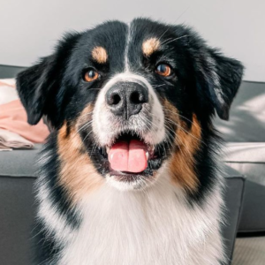 Dobby – kennel graduate