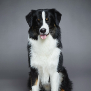 Haiko – kennel graduate