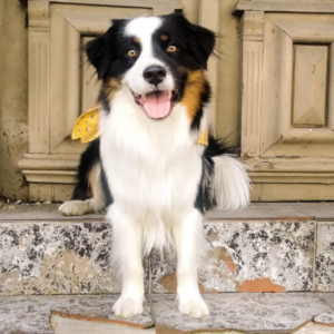 Hans – kennel graduate