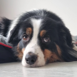 Henry – kennel graduate