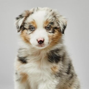 Koda – kennel graduate